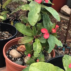 Plants