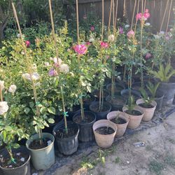 Roses, Succulents,fruit Trees Peaches N Apricots Prices Vary