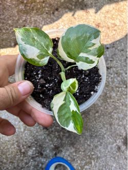 Pothos variegated Pearls and Jade