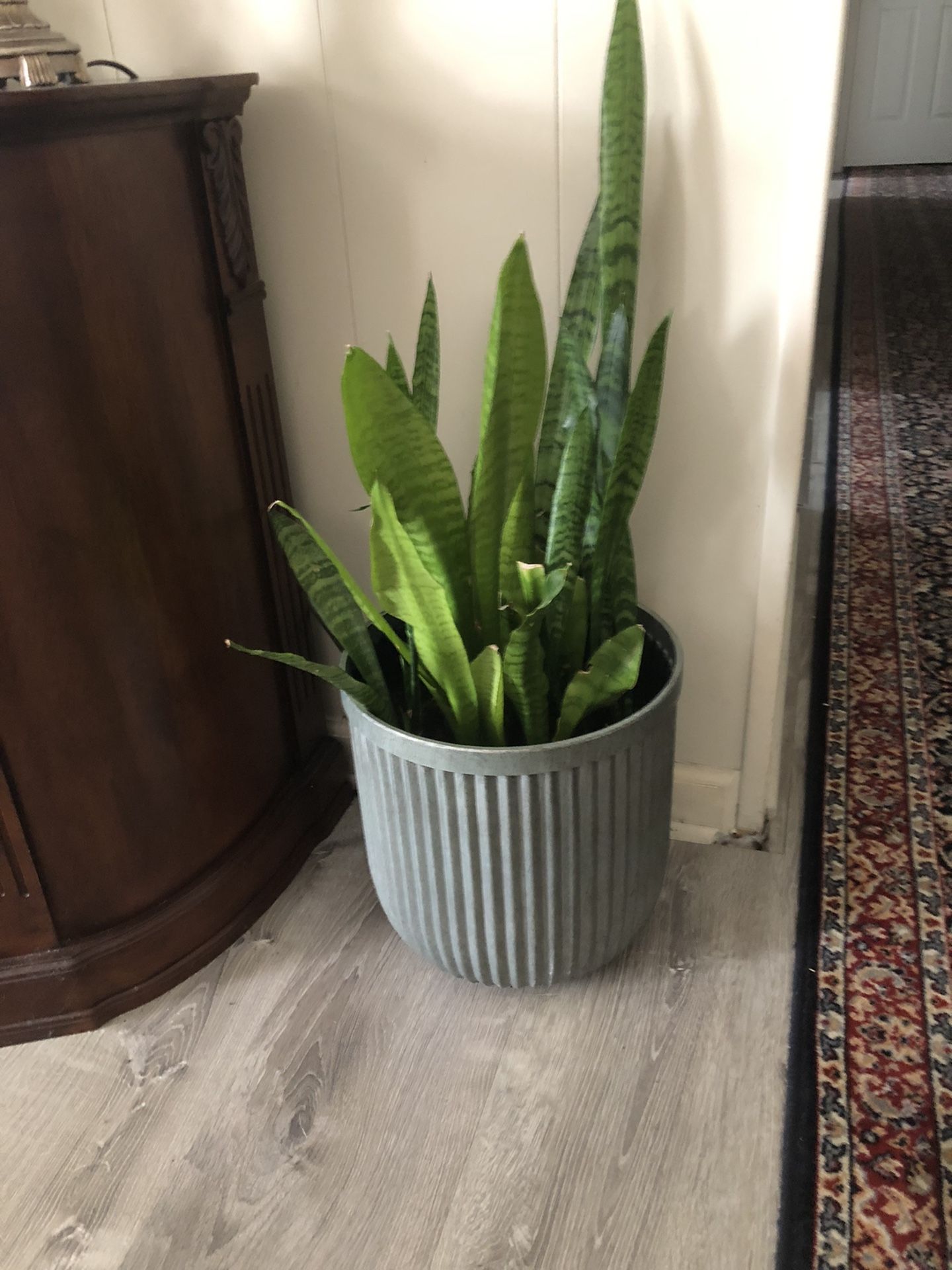 Healthy Snake Plant…. 