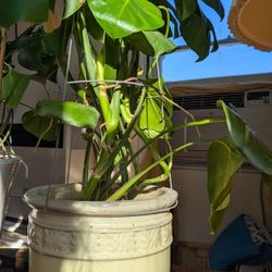 Monstera Plant In Green Ceramic Pot 40'