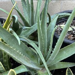 Big Aloe Vera 5 gallons