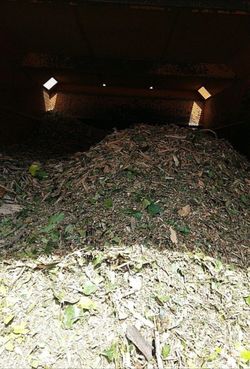 Free tree mulch