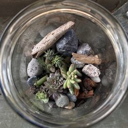 Succulents & Sedums Terrarium 