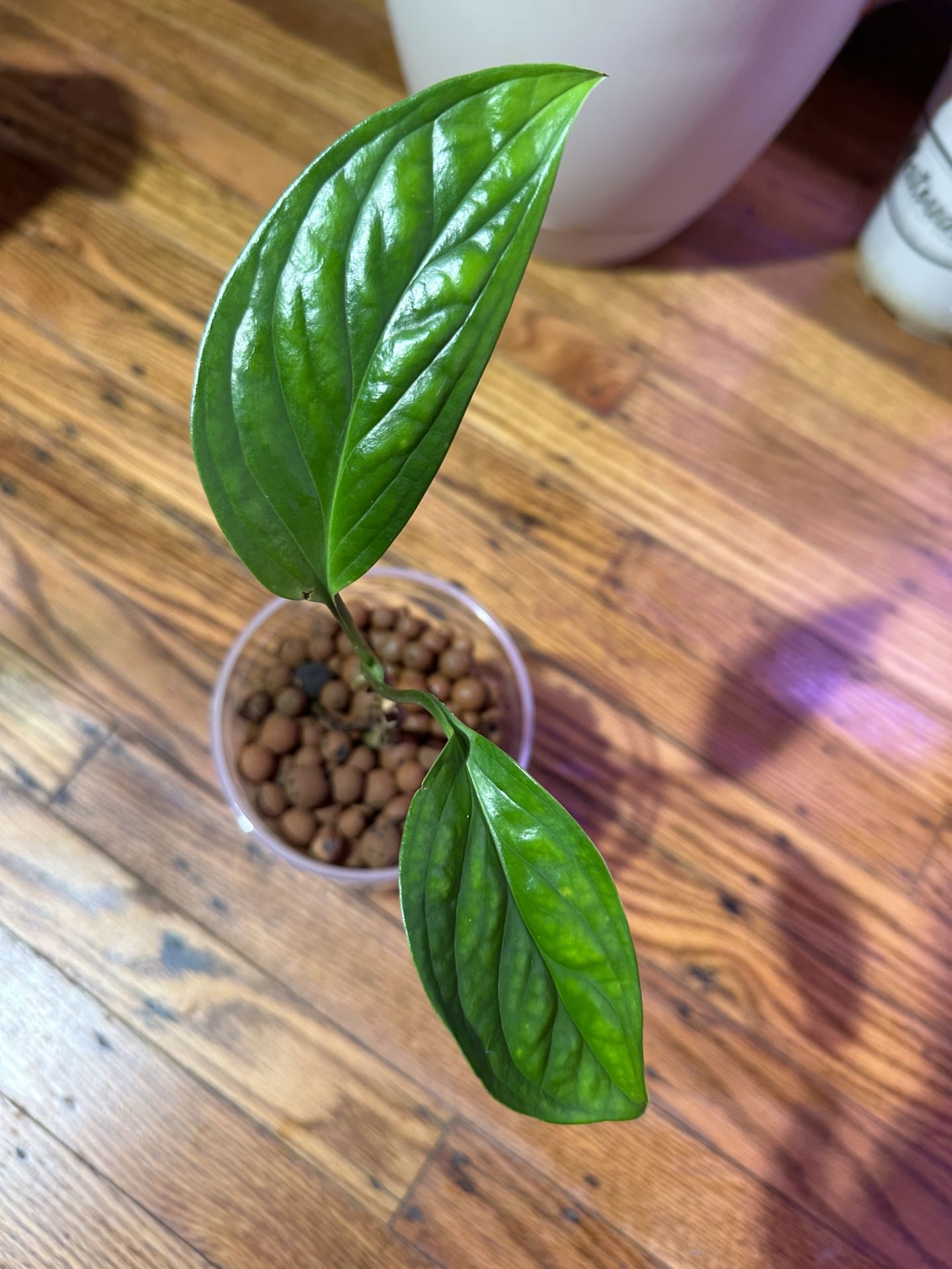 Monstera Pinnatipartita Plant