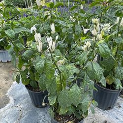 White Shrimp Plant – 3 Gallon Tropical Flowering Shrub 🤍🌿