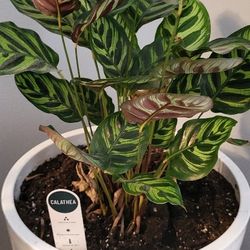 Indoor Low Light Plant  With Stand 