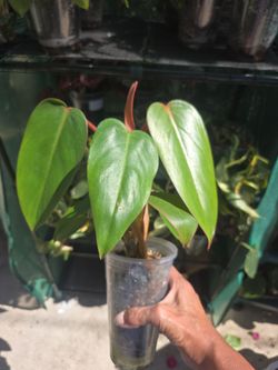 Philodendron red emerald or red congo