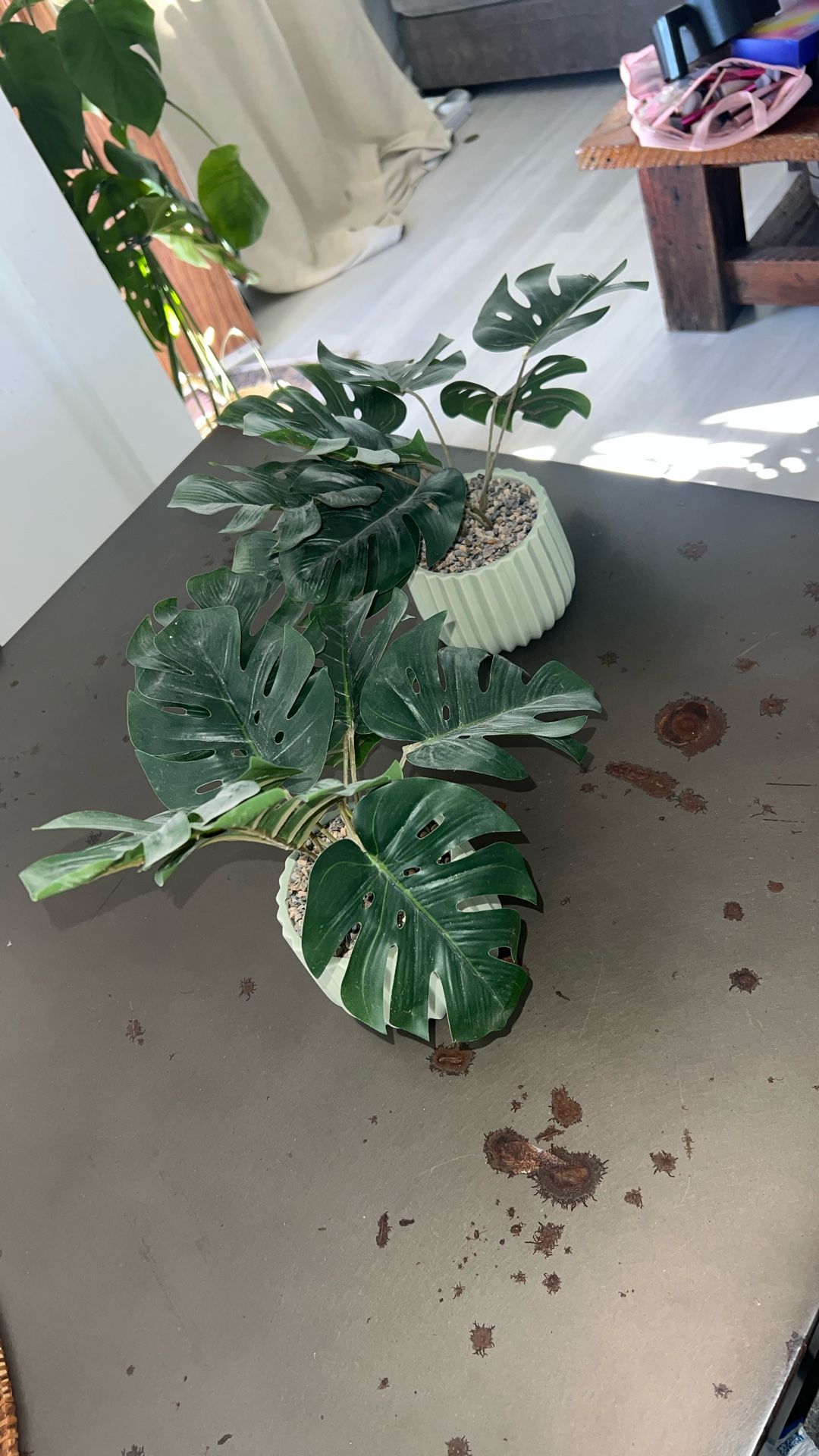 2 Fake Modern Potted Plants Monstera