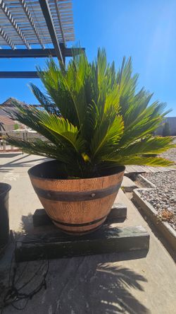 10 year old cycad plant