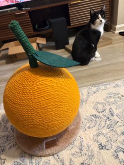 Orange Cat Scratching Ball