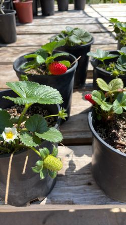 Strawberry Plant One Gallon Pot 