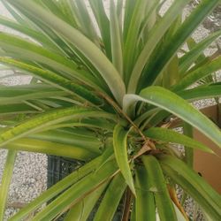 Hijos De Piñas $2.00