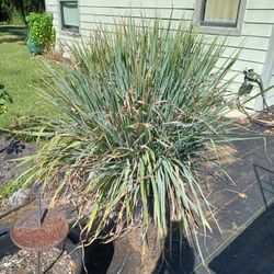 Lemon Grass Herb - $2/cluster or 3 Clusters for $5