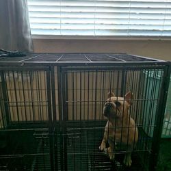 Dog cage