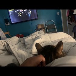 55 INCH TV. TODAY ONLY OR GOING TO GOODWILL