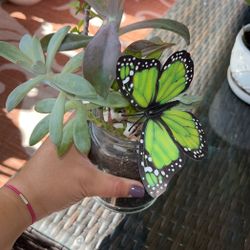 Beautiful Succulent Arrangements 🪴💕