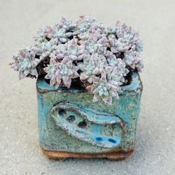 Succulents plants 🪴 （Dudleya gnoma S.W.McCabe）