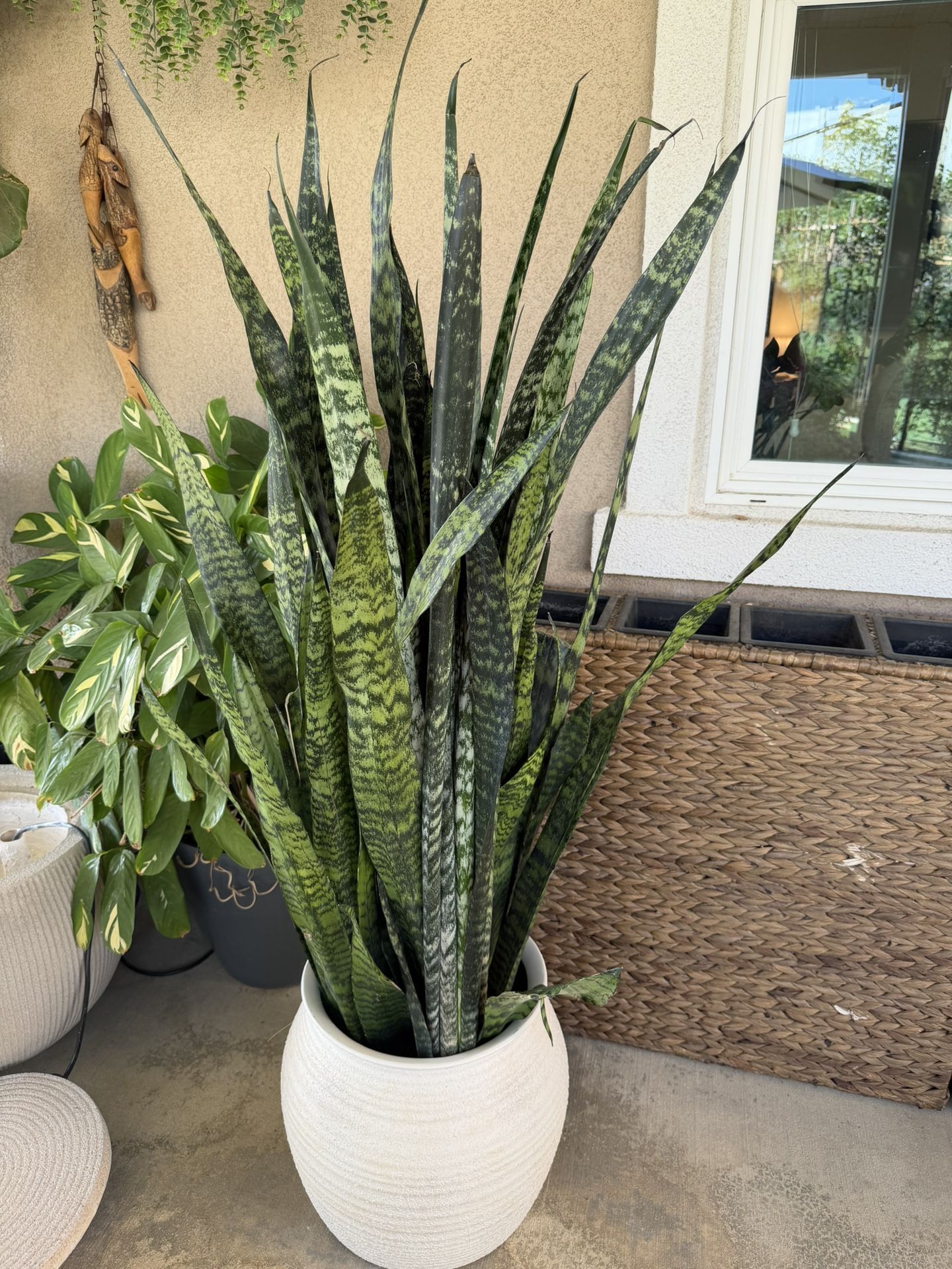 Real Live 5’ Dark Green Snake Plant With Beautiful Off-White Planter Pot