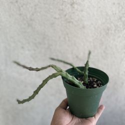 Plant
