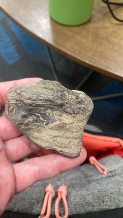 Petrified Wood