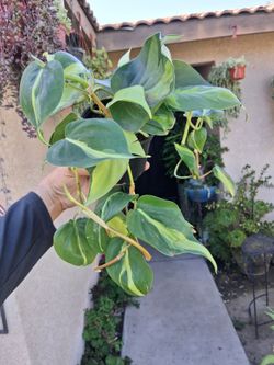 Philodendron Brasil Plant $18