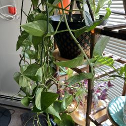 Pothos Vine Cuttings