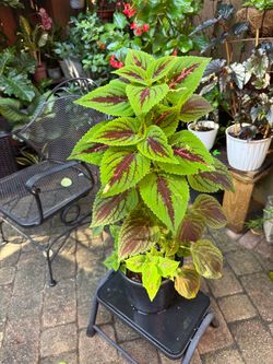 Coleus plant