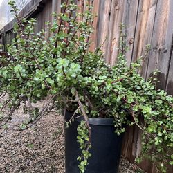 Large Elephant Bush - Portulacaria afra Succulent