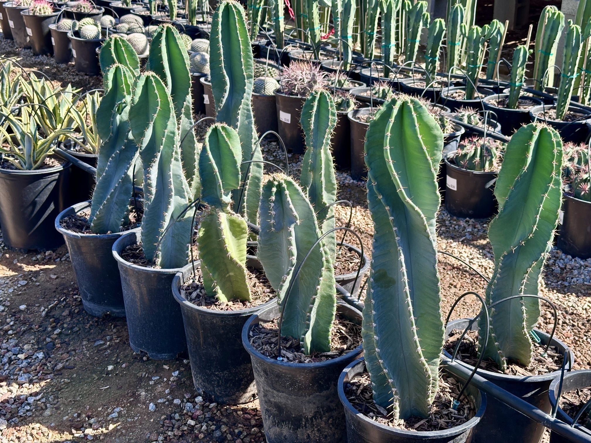 Mexican Fencepost & Organ Pipe Cactus