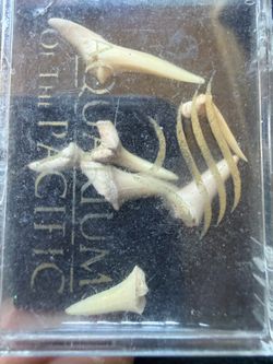 7 Fossil Shark Teeth Collection – Natural Shark Tooth Specimens