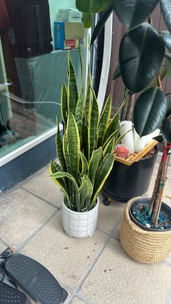 Snake plant