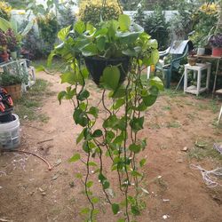 Variegated Hanging Pothos 