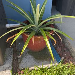 Live Pineapple In Large Ceramic Pot 