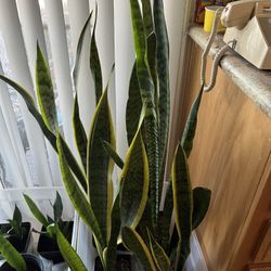 Indoor Plants $15 Each 