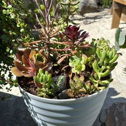 Succulents SALE