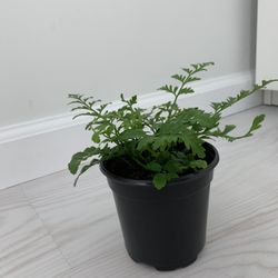 4 Inch Potted Fern Plant 