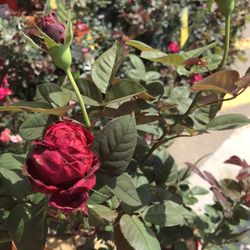 Fragrant Perfume Red Masterpiece Rose Starter Plant Free Black Eyed Susan Plant