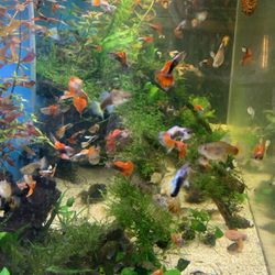 Fish Tank Decorations Or Aquarium Decorations 