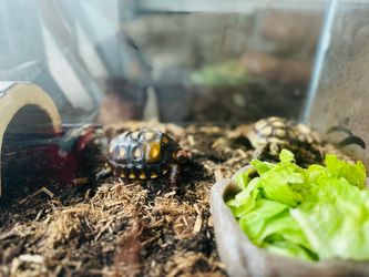 land tortoises