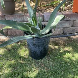 Desert Landscaping Plants & Healing Plants