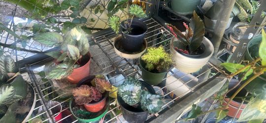 Begonia rex live plant