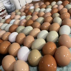Fresh Eggs Daily🐓🍳