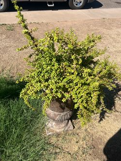 Better Prices Than Lowe’s Elephant Aloe Vera Jade Plants