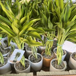 Lucky Bamboo In Ceramic Pot.SPECIAL PRICE 🤩