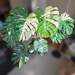 Large Monstera Albo Variegata – 55” Tall 🌿
