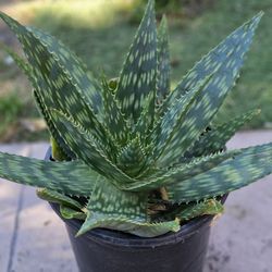 Soap Aloe (Aloe maculata) – 2 gal (12” wide, 8” tall)