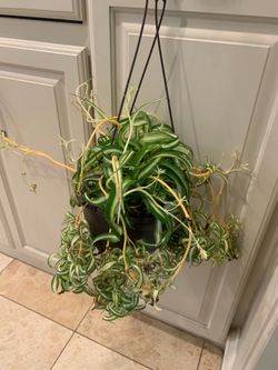 Bonnie Curly Spider Plant