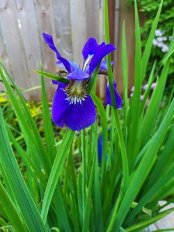 Iris