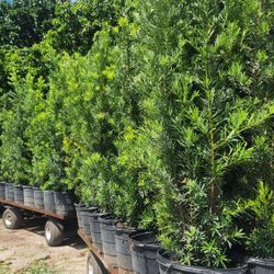 Beautiful Podocarpus Plants For Inmediate Privacy!!! 6-7 Feet Tall Measurements Over The Pot! Fertilized 